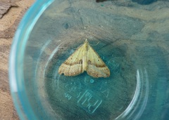 Anachloris subochraria