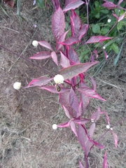 Alternanthera brasiliana