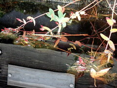 Hypericum virginicum