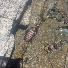 Acanthopleura echinata