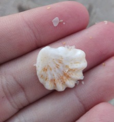 Plicatula gibbosa