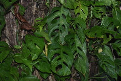 Monstera adansonii