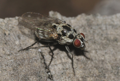 Anthomyia pluvialis