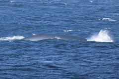 Balaenoptera musculus