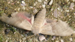 Pachysphinx modesta