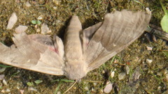 Pachysphinx modesta