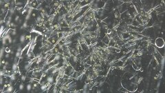 Corethron