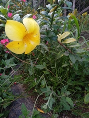 Allamanda cathartica