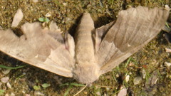 Pachysphinx modesta
