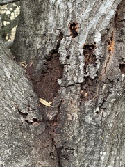 Phytophthora ramorum