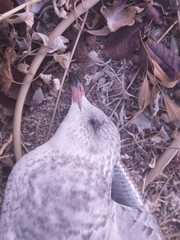 Larus delawarensis
