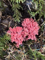 Ramaria araiospora