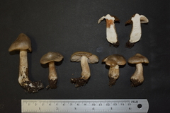 Entoloma sepium