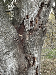 Phytophthora ramorum