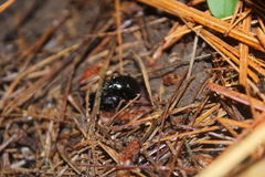Sphaeroderus