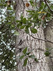 Phytophthora ramorum