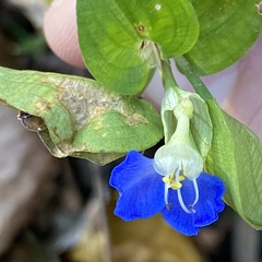 Commelina communis