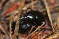 Sphaeroderus