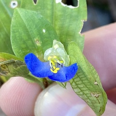 Commelina communis