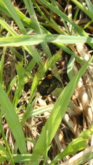 Chrysopilus thoracicus