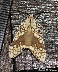 Tessella jorgenseni