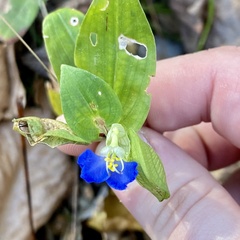 Commelina communis
