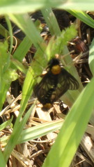 Chrysopilus thoracicus
