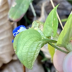 Commelina communis