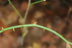 Smilax rotundifolia