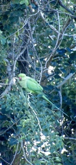 Psittacula krameri