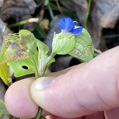 Commelina communis