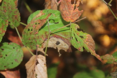 Phragmidium violaceum