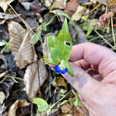 Commelina communis