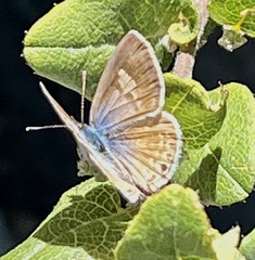 Leptotes marina