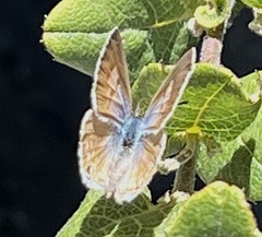Leptotes marina