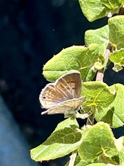 Leptotes marina