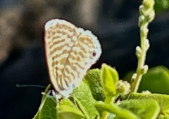 Leptotes marina