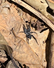 Nyssus albopunctatus
