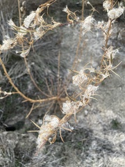 Cuscuta californica