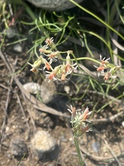 Tulbaghia leucantha
