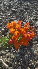 Tropaeolum polyphyllum