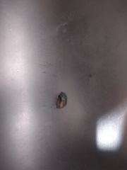 Brachyplatys subaeneus