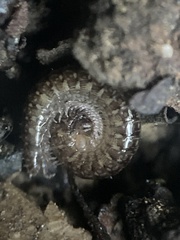 Caseyidae