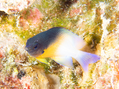 Stegastes partitus
