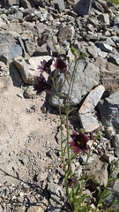 Salpiglossis sinuata
