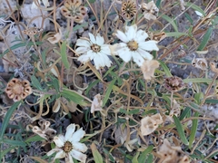 Melampodium leucanthum