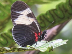 Heliconius eleuchia