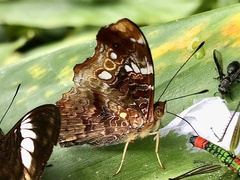 Hypanartia