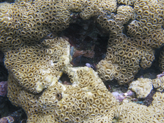 Palythoa caribaeorum