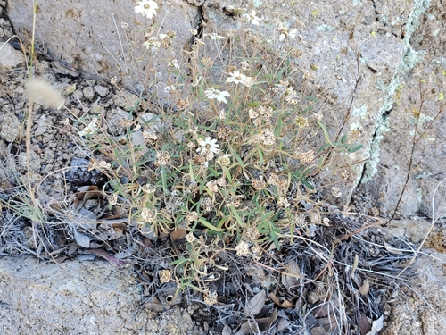 Melampodium leucanthum